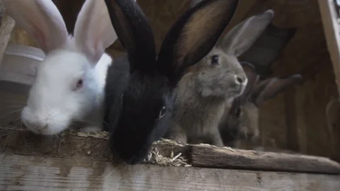 Rabbits peek out of the cage Vidéo 116992302