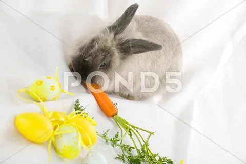 Rabbits Stock Photos