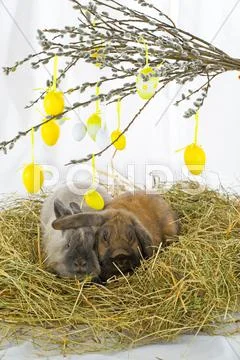 Rabbits Stock Photos