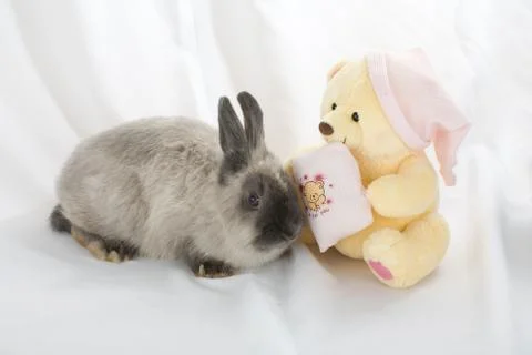 Rabbits Stock Photos