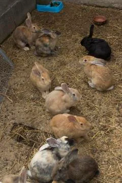 Rabbits Stock Photos