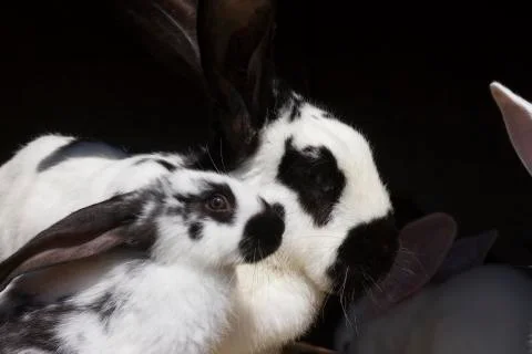 Rabbits Stock Photos