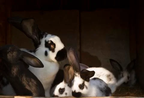 Rabbits Stock Photos