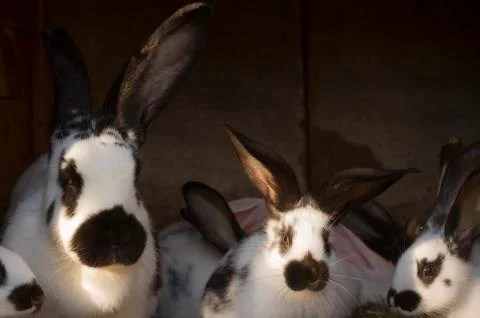 Rabbits Stock Photos