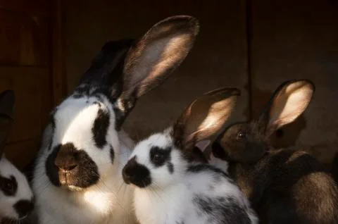 Rabbits Stock Photos