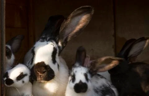 Rabbits Stock Photos