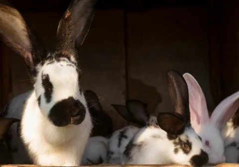 Rabbits Stock Photos