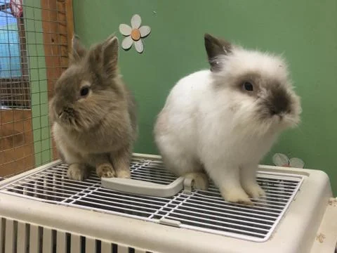 Rabbits Stock Photos