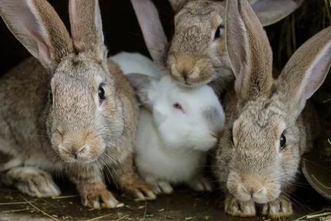 Rabbits Stock Photos