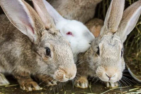 Rabbits Stock Photos