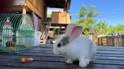 Rabbits Stock Photos