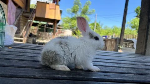 Rabbits Stock Photos