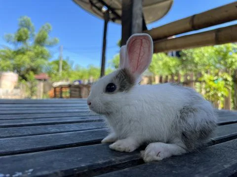 Rabbits Stock Photos