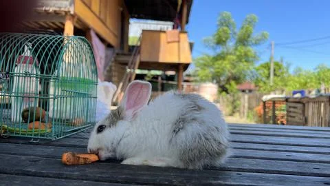 Rabbits Stock Photos