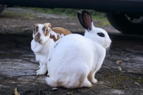 Rabbits Stock Photos