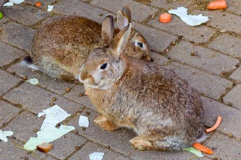 Rabbits Stock Photos