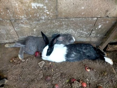 Rabbits Stock Photos
