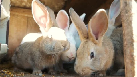 Rabbits pose well for the camera Stock Footage 135584213