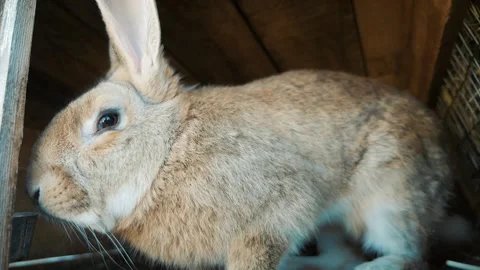 Rabbits pose well for the camera 스톡 동영상 135584235