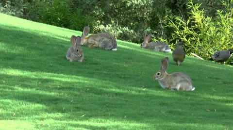Rabbits Quails Munch Grass Stockbeeldmateriaal 30350705