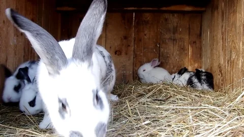 Rabbits in the rabbit hutch Stock Footage 70014536