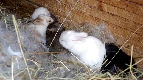 Rabbits in the rabbit hutch Stock Footage 70014580