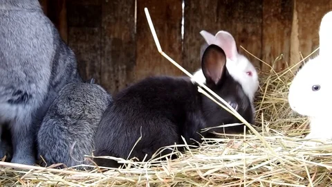 Rabbits in the rabbit hutch Stock Footage 70014691