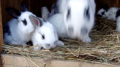 Rabbits in the rabbit hutch Stock Footage 70014809