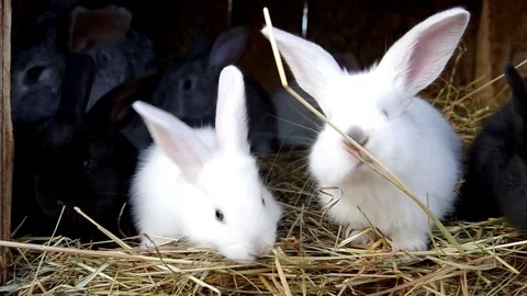 Rabbits in the rabbit hutch Stock Footage 70014833