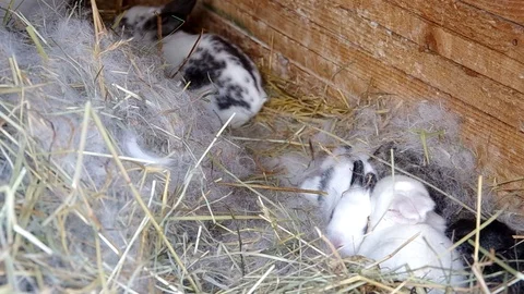 Rabbits in the rabbit hutch Stock Footage 70014962