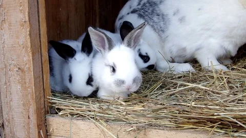 Rabbits in the rabbit hutch Stock Footage 70014985