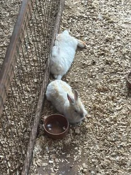 Rabbits Relaxing in Captivity Stock Photos