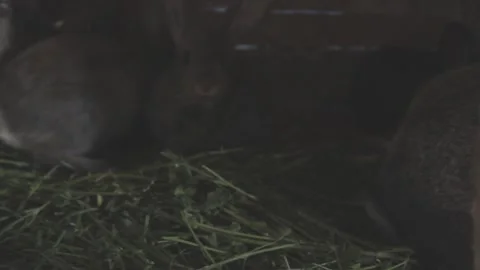 Rabbits run around the cage on the grass Video stock 89922538