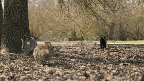 Rabbits run in the park or forest. Frontal view of the rabbits. Cute bunnies for Vídeo Stock 171885126