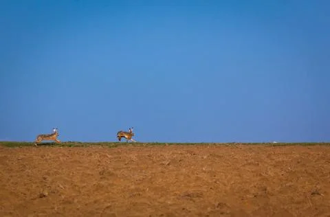Rabbits runnin over field Foto stock