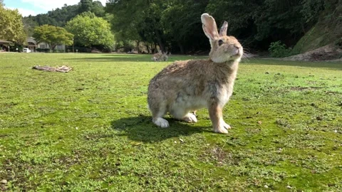 Rabbits running towards camera Stock Footage 100050958