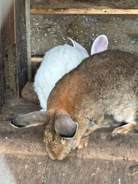 Rabbits in Rustic Space Stock Photos