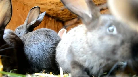 Rabbits in the shed Stock Footage 40833529