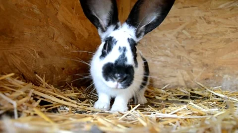 Rabbits in the shed Stock Footage 40833686