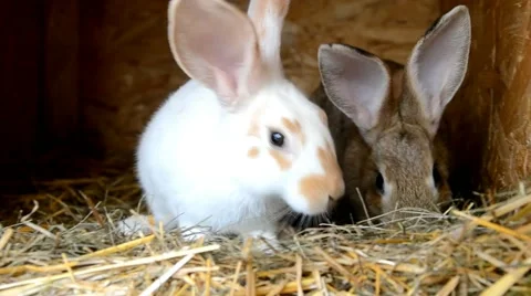 Rabbits in the shed Stock Footage 40833812