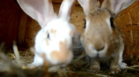 Rabbits in the shed Stock Footage 40833932