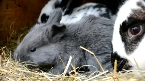 Rabbits in the shed Stock Footage 41425182