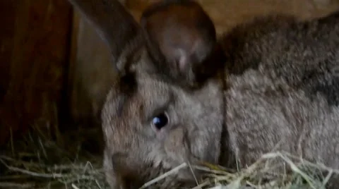 Rabbits in the shed Stock Footage 41425216