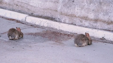 Rabbits on the Side of the Road 스톡 동영상 128321248
