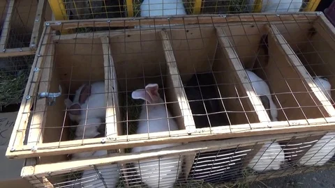 Rabbits sitting in a cage Stock Footage 82524742