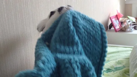 Rabbits sitting, easter symbol, spring holiday Stock Footage 143151082