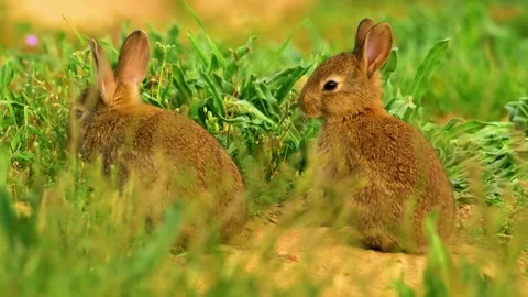 Rabbits Sitting Together Video stock 323141118