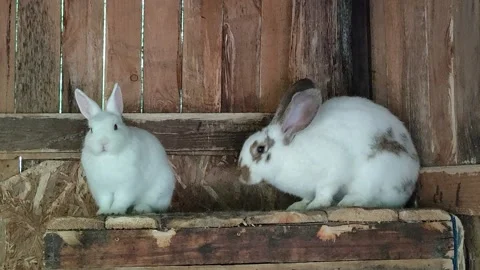 Rabbits sniff around Stock Footage 155575309