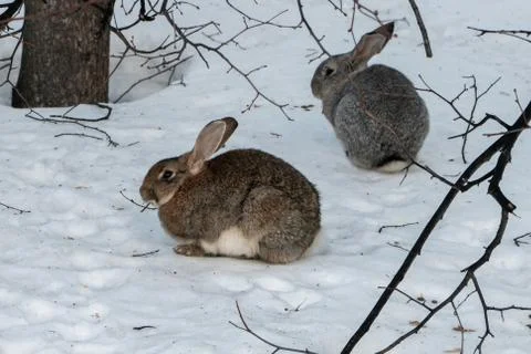 Rabbits in the snow in spring Stock Photos