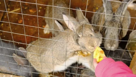 Rabbits take an apple from the hands of a child behind the bars of a cage Video stock 255706337